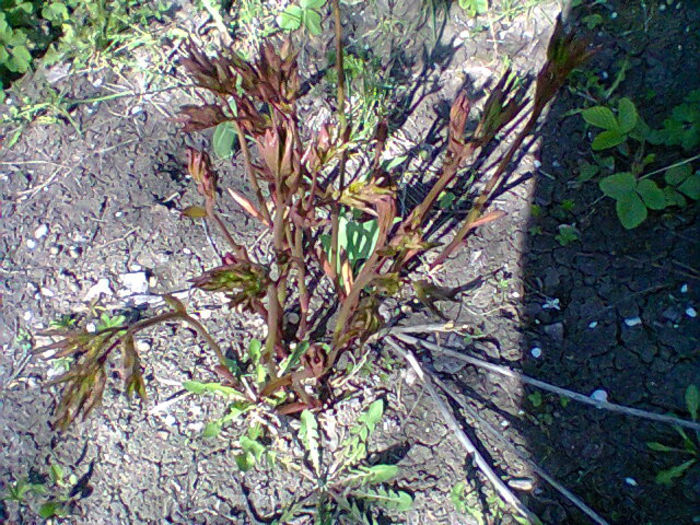bujori roz cu alb parfumati - flori de gradina