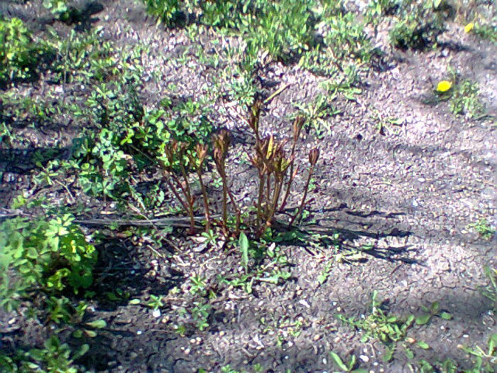 Fotogr.0798 - flori de gradina