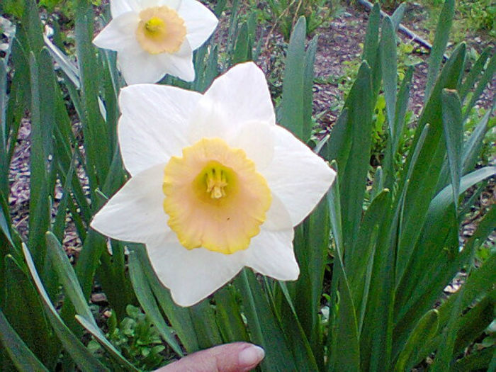 Fotogr.0817