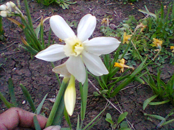 Fotogr.0820 - flori de gradina