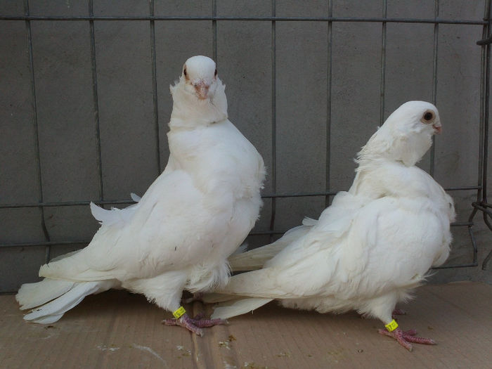 M.2011 F.2011; 200 RON
