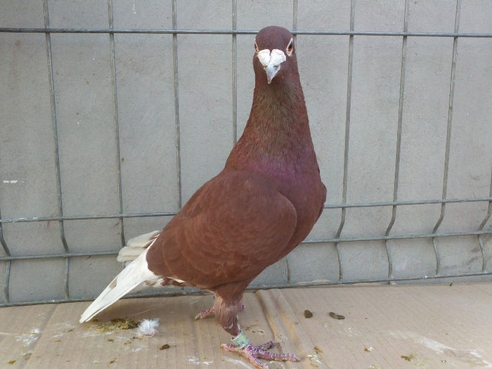 MASCUL 2011 vandut; 25 RON vandut
