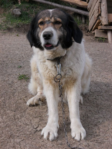 Femela 3 ani - la stana- de vanzare