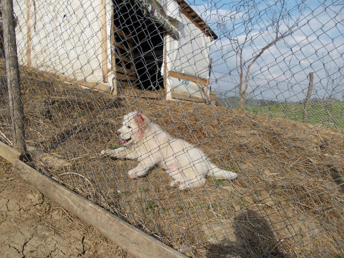 Pui ciobanesc la stana; Nu mi-a placut faptul ca proprietarul tocmai ii taiase o ureche.
