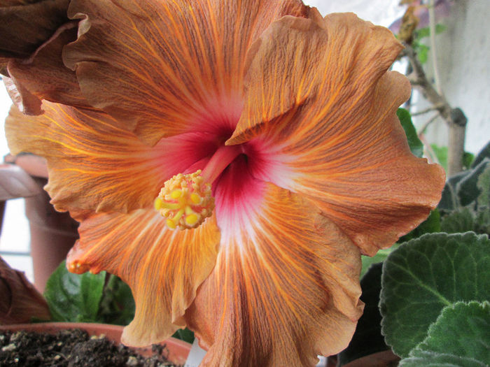 hibiscus - flori de aprilie 2013