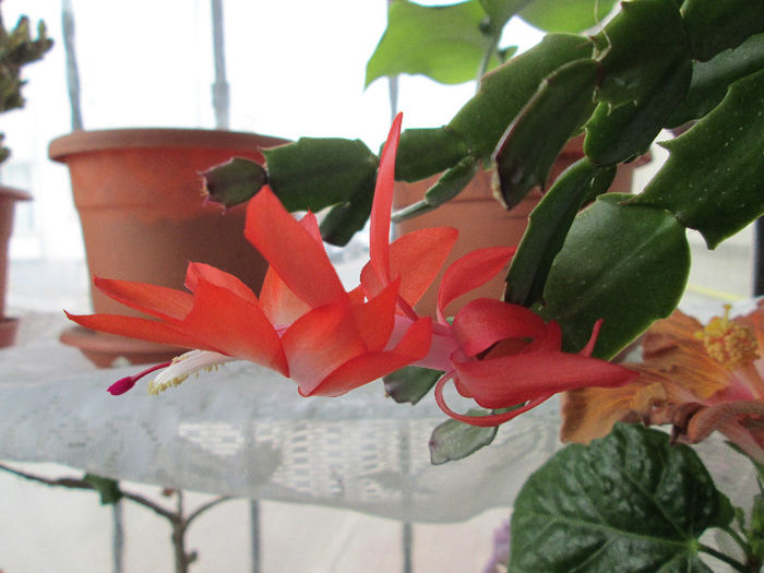 schlumbergera