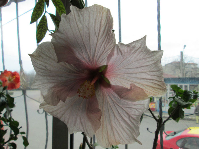 hibiscus - flori de aprilie 2013