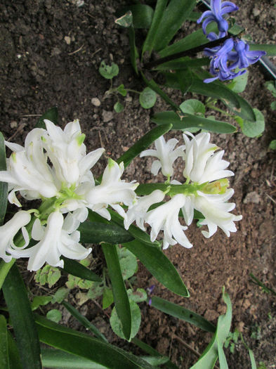 zambila alba 2 - flori de aprilie 2013
