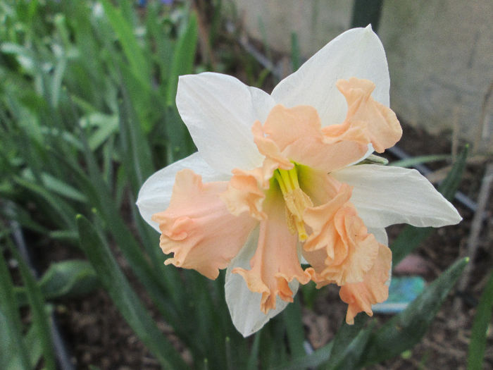 narcisa - flori de aprilie 2013