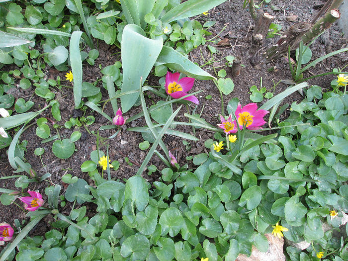 lalele - flori de aprilie 2013