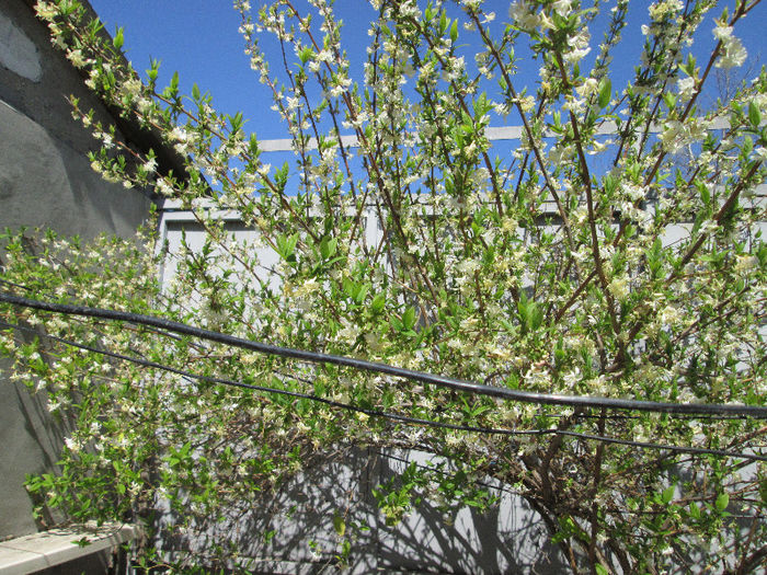 lonicera fragrantissima la a doua inflorire