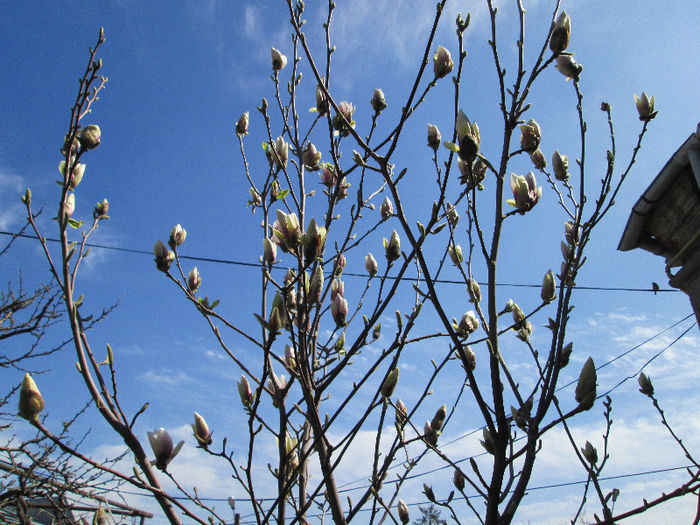 magnolia boboci - flori de aprilie 2013