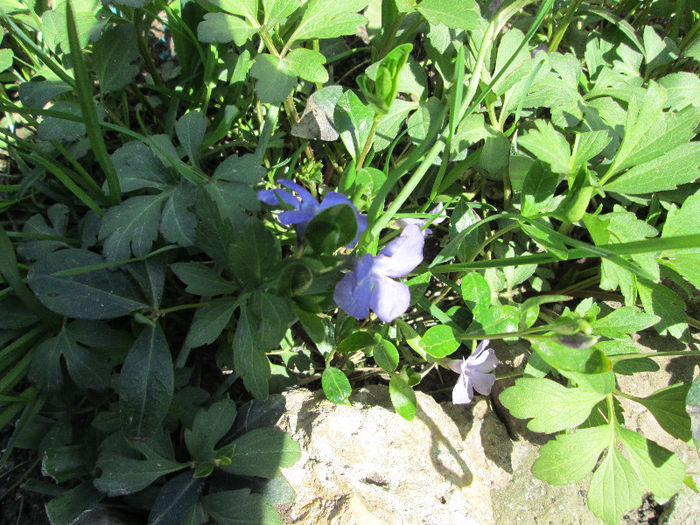 vinca albastra - flori de aprilie 2013