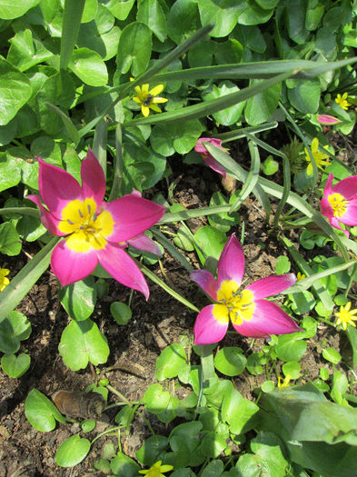 lalele - flori de aprilie 2013