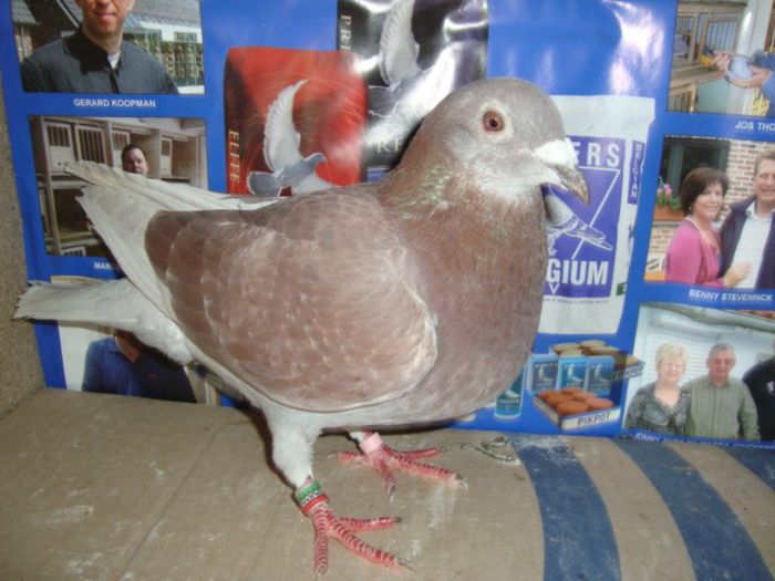 olimpica HUN 2012vandut