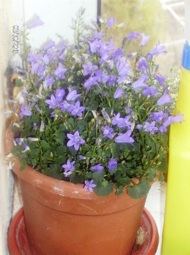 martie 041 - campanula 2013