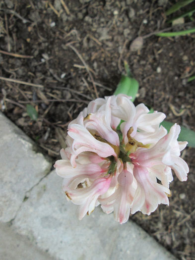 zambila - flori de aprilie 2013