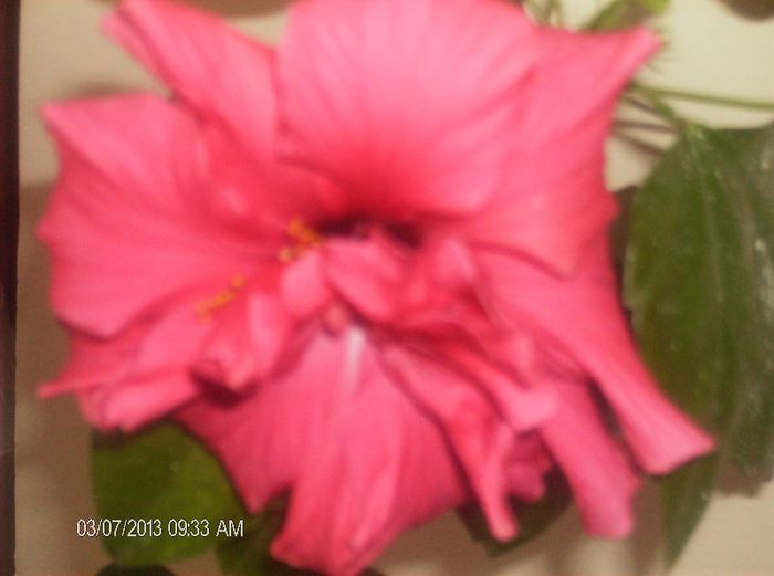 martie  005 - hibiscus 2013 2