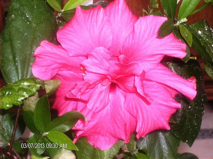 martie 002 - hibiscus 2013 2