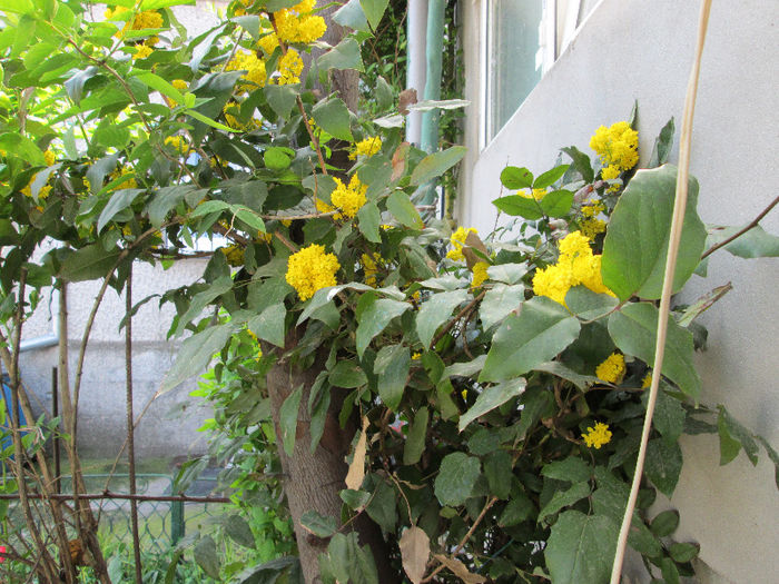 mahonia inflorita - flori de aprilie 2013