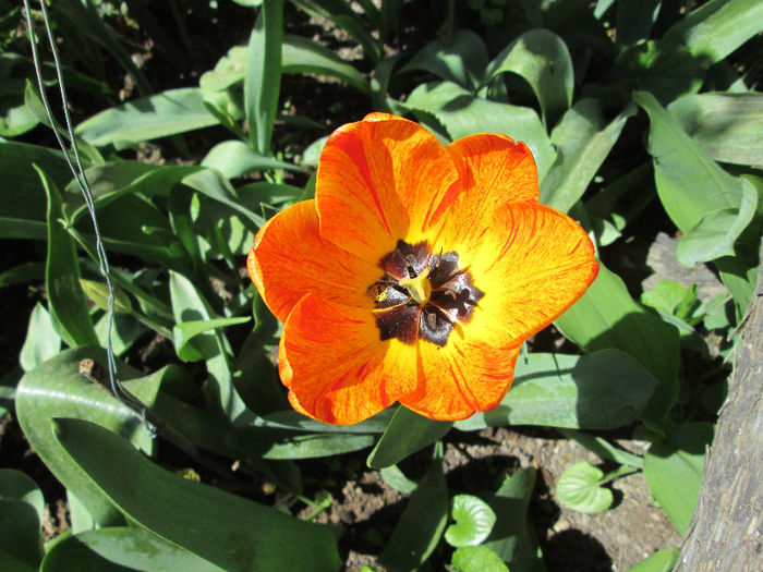 lalea - flori de aprilie 2013