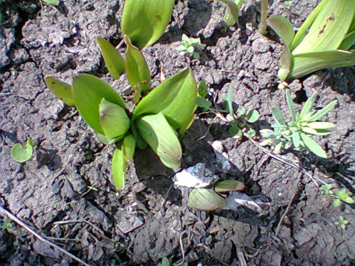 Fotogr.0759 - flori de gradina