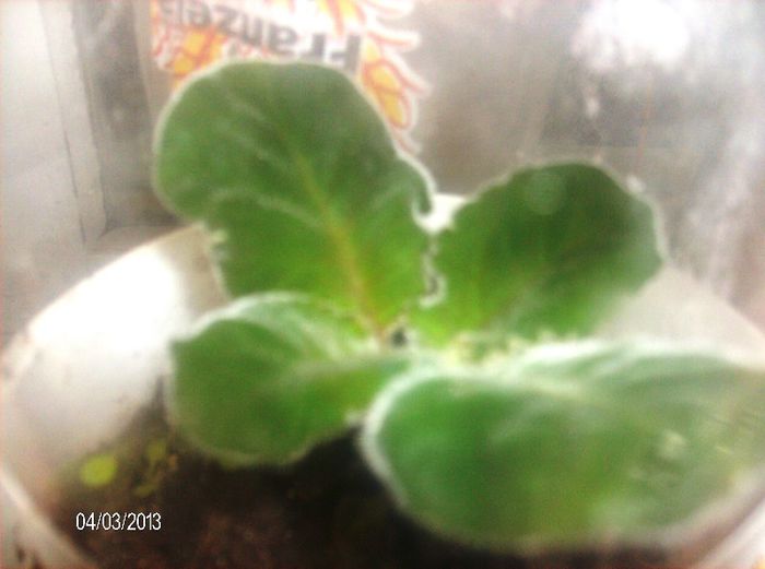 aprilie  076 - gloxinia 2013