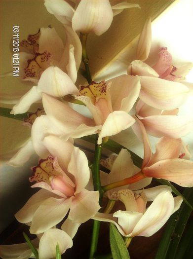 martie  011 - cymbidium