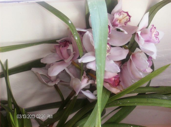 martie 016 - cymbidium