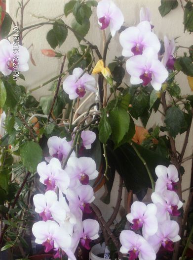 martie 019 - phalaenopsis