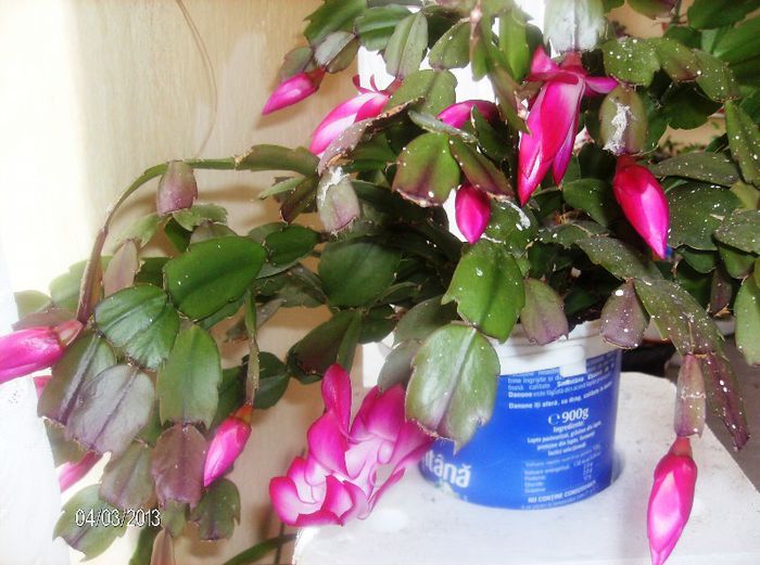 aprilie 062 - schlumbergera 2013