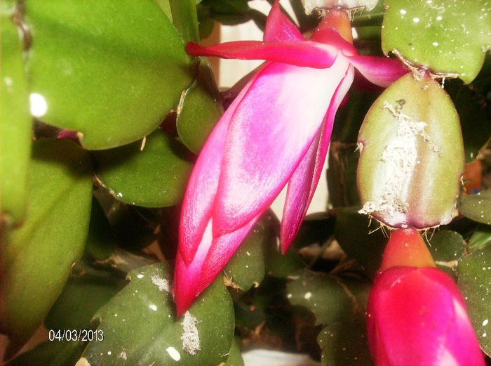 aprilie  064 - schlumbergera 2013