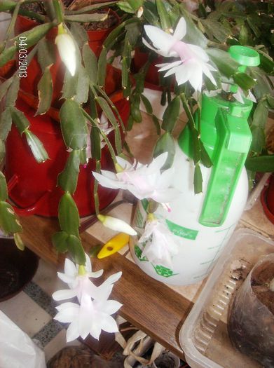 aprilie  088 - schlumbergera 2013