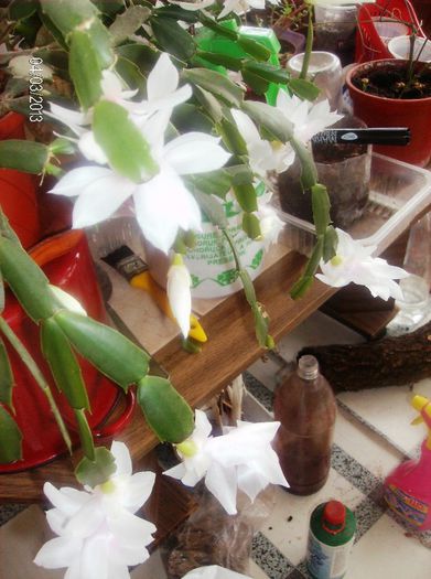 aprilie  089 - schlumbergera 2013