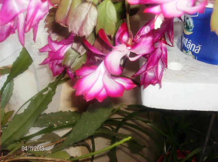 aprilie  092 - schlumbergera 2013