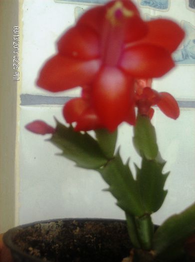 martie 014 - schlumbergera 2013