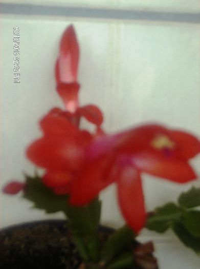 martie  013 - schlumbergera 2013