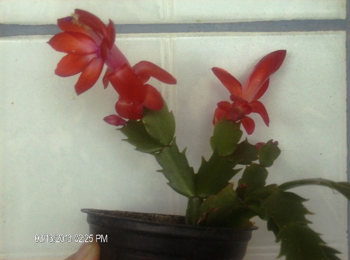 martie  015 - schlumbergera 2013