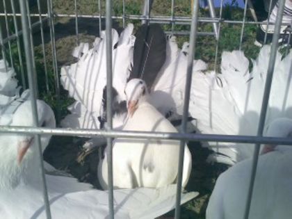 Pic_0610_482