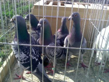 Pic_0610_484