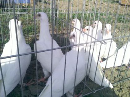 Pic_0610_485