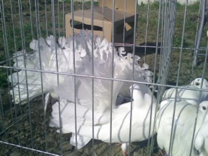 Pic_0610_486