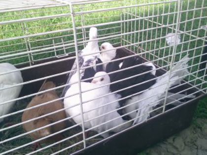 Pic_0610_487