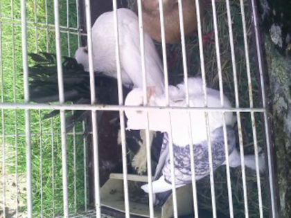 Pic_0610_490