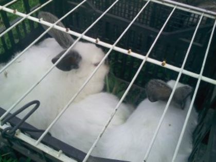 Pic_0610_493
