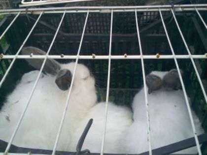 Pic_0610_494