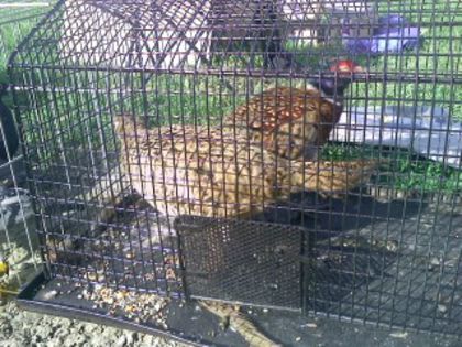 Pic_0610_495