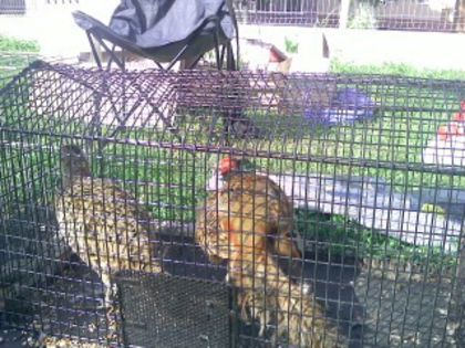 Pic_0610_496