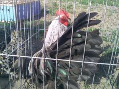 Pic_0610_497
