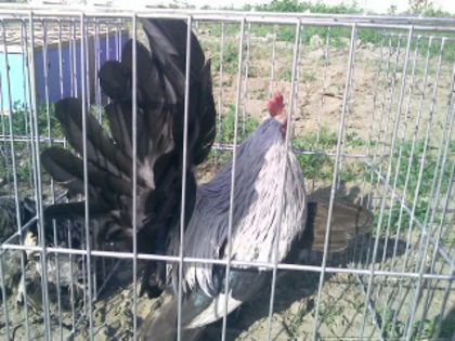 Pic_0610_498